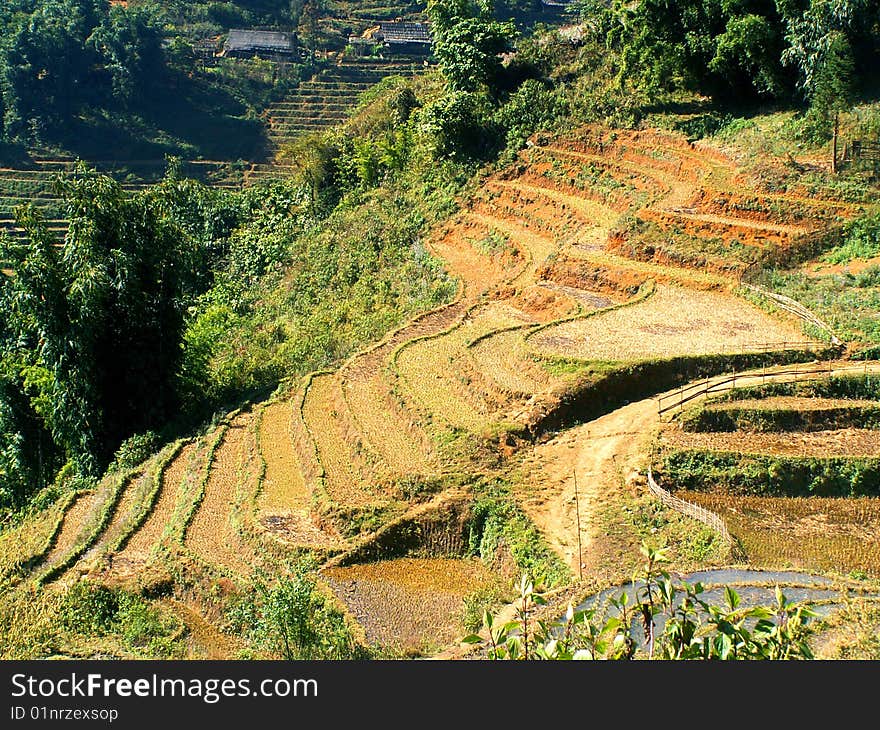 Terrace rice fields