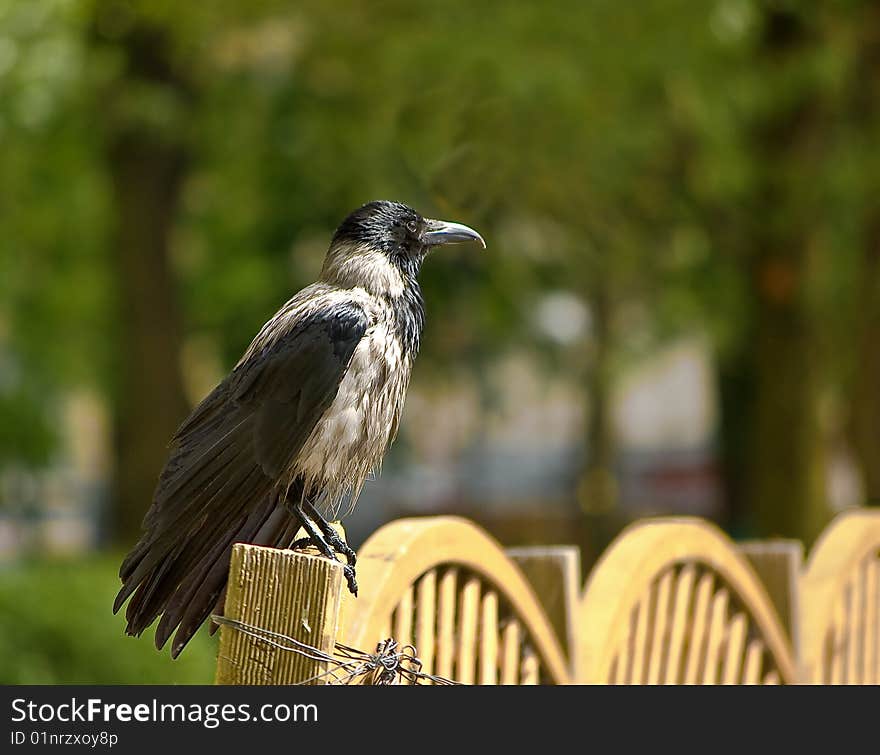 Crow sitting on the fence