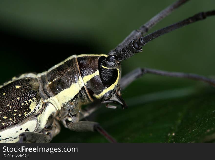 Longicorn beetle