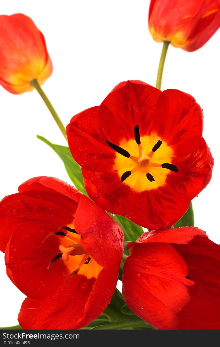 Beautiful red tulips on a white background