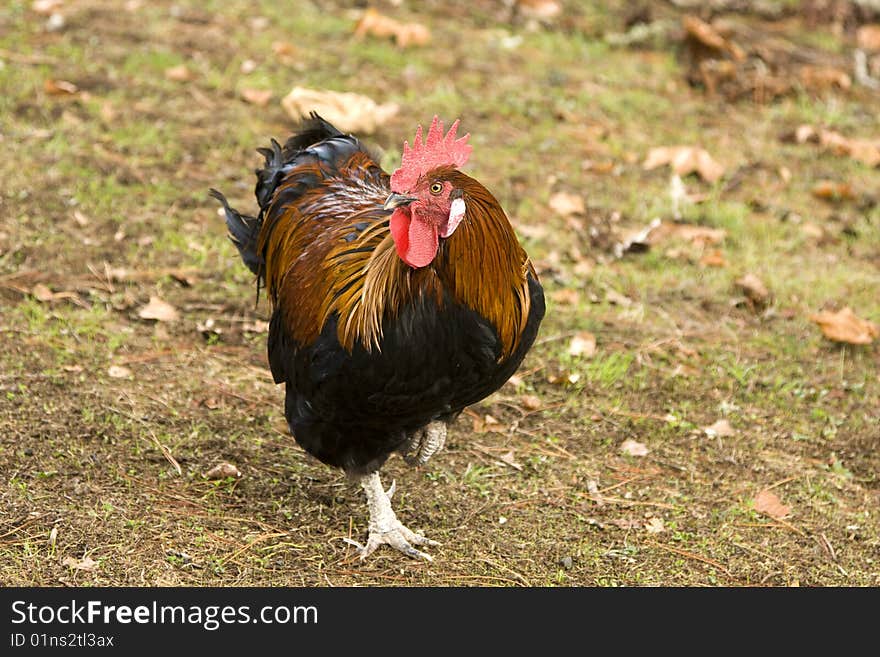 Close-up of Wild Rooster with Orange Feathers