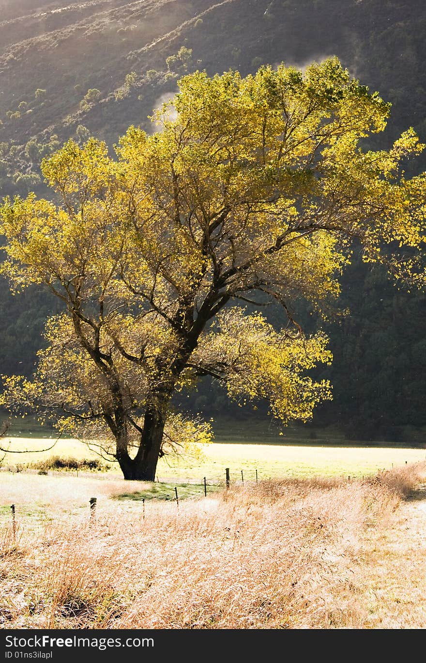 Backlit autumn tree in south island, new zealand