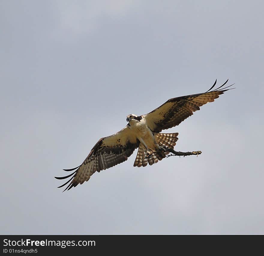 Osprey