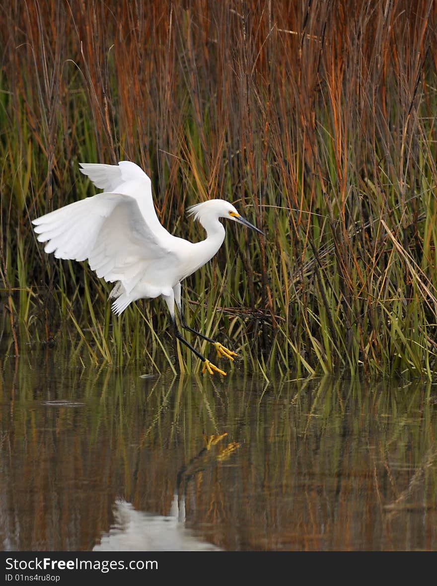 Snowy Egret