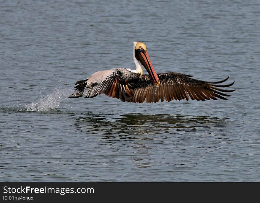 Brown Pelican taking off from water