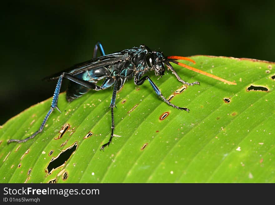 Predacious wasp (Venezuela, Henri Pittier National Park, Rancho Grande)