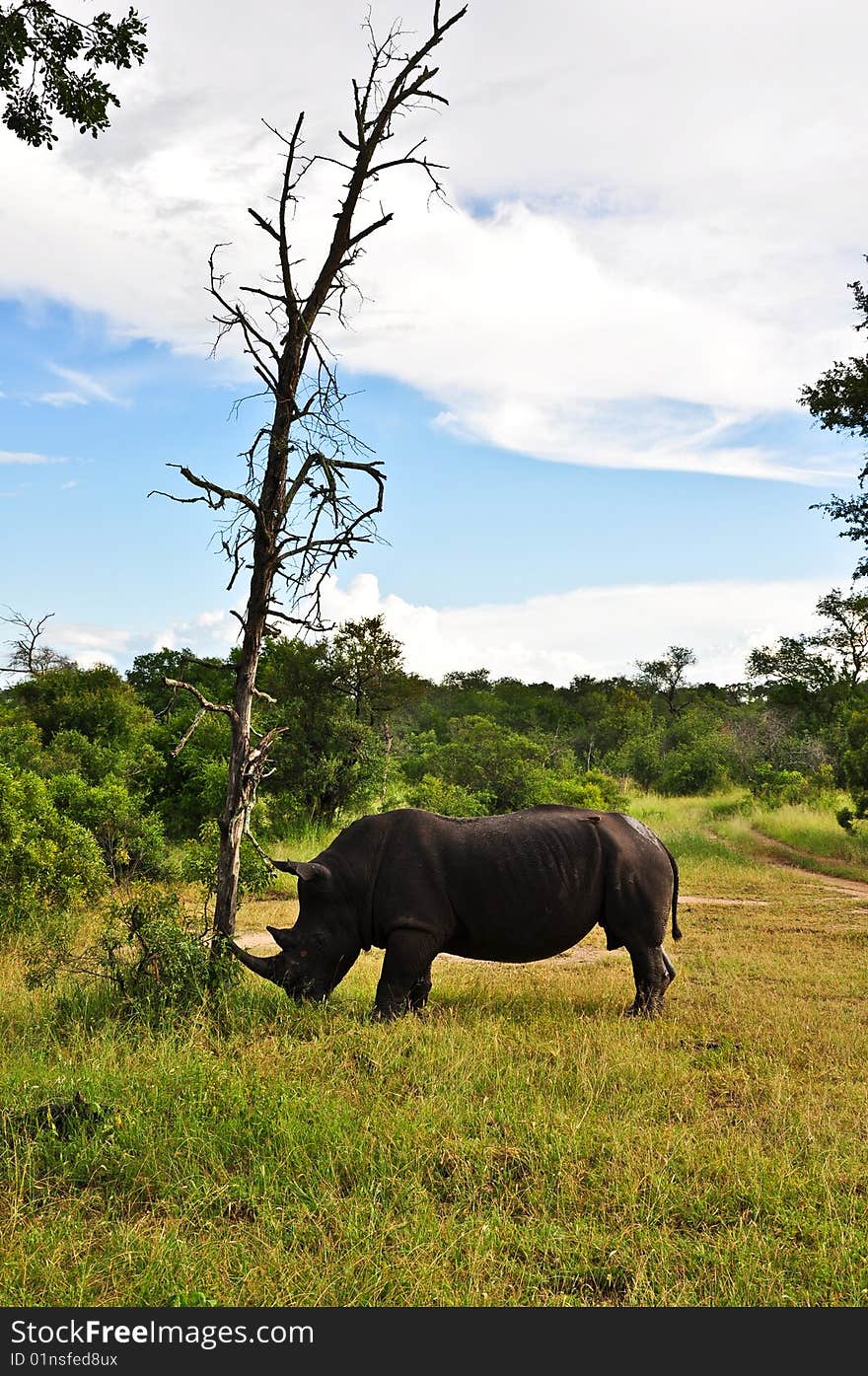 rhino tree