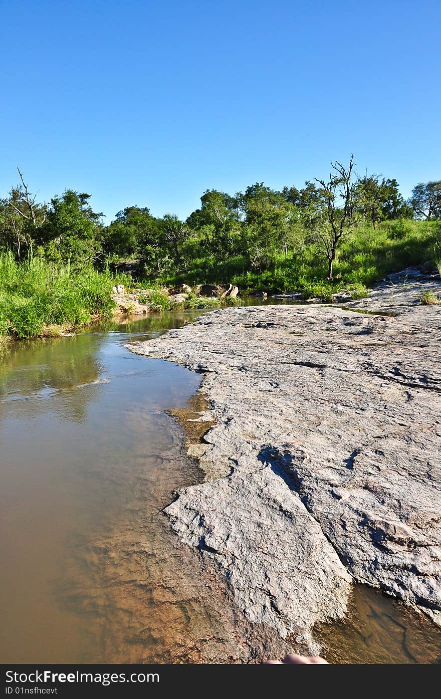 river bank at kruger national park - south africa. river bank at kruger national park - south africa