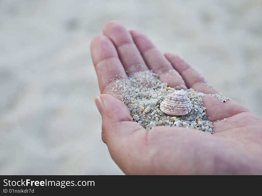 Two types of seashell on women hand. Two types of seashell on women hand