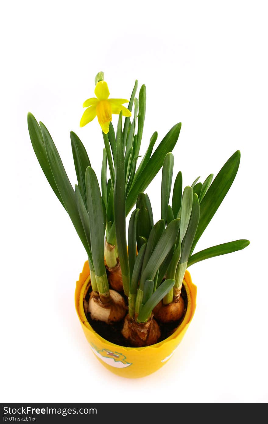 Bunch of yellow spring daffodils isolated on white background