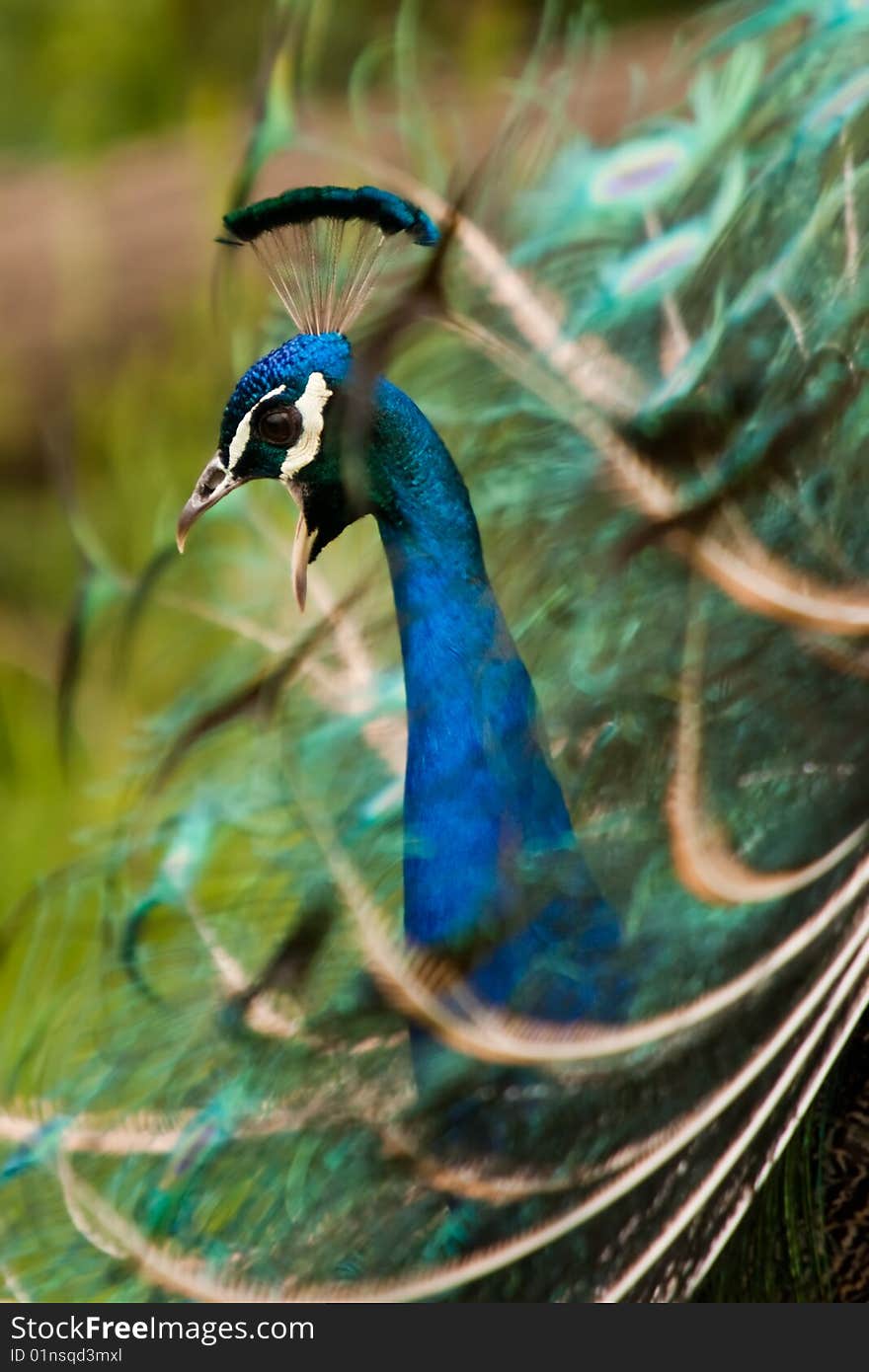 Beautiful peacock is calling his mate.