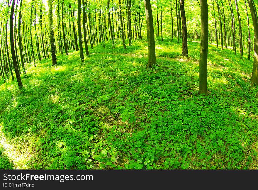 A path is in the green forest