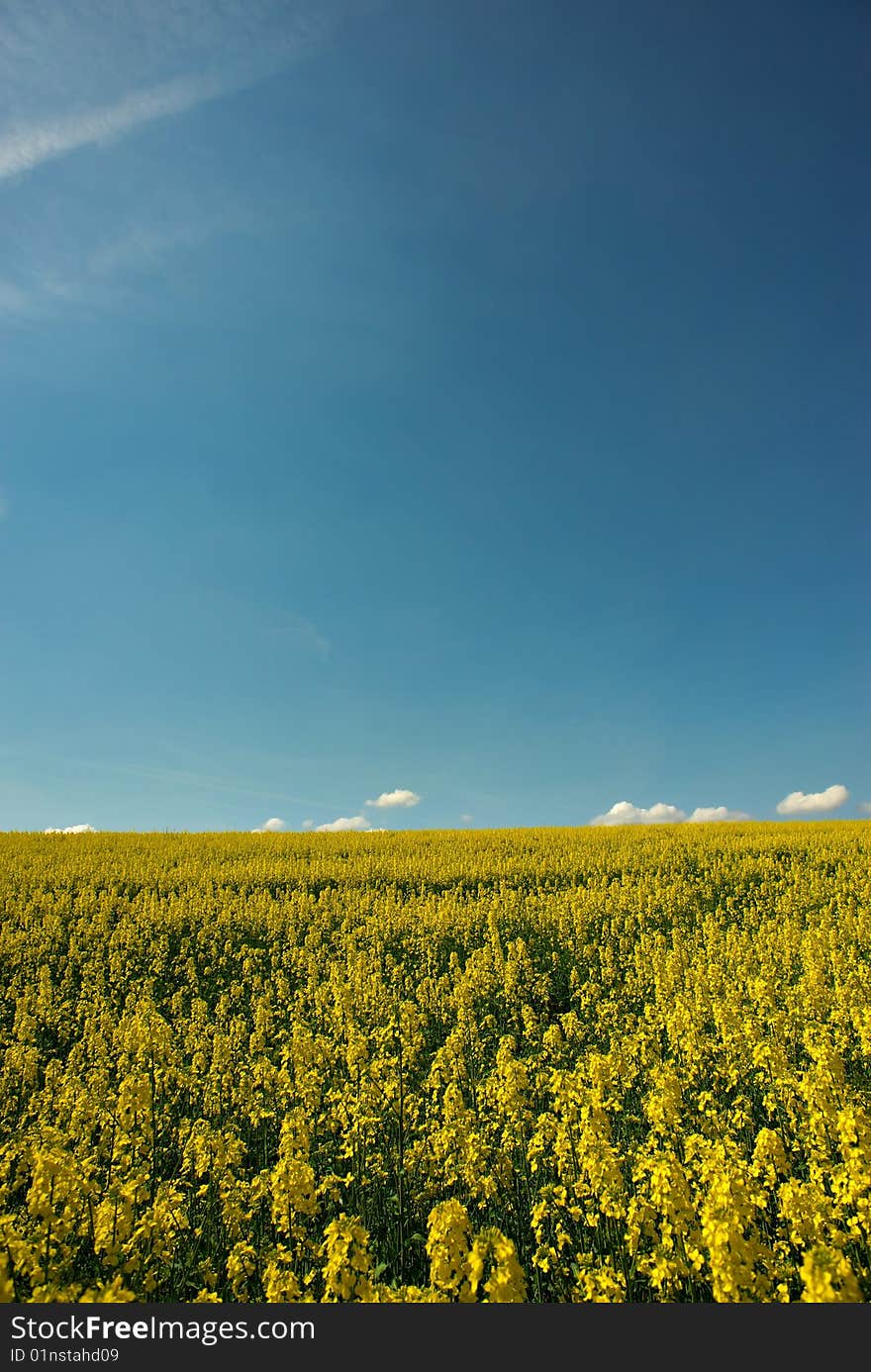 Yellow fields with blue sky in sunny day. Yellow fields with blue sky in sunny day