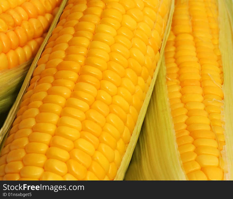 Close up view of three harvested corns. Close up view of three harvested corns