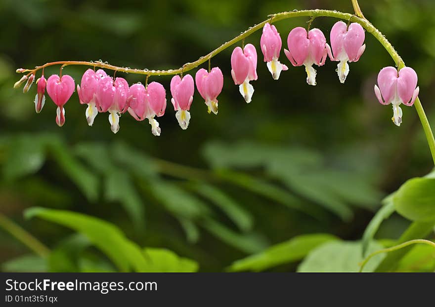 Is the close-up of flowers in full bloom