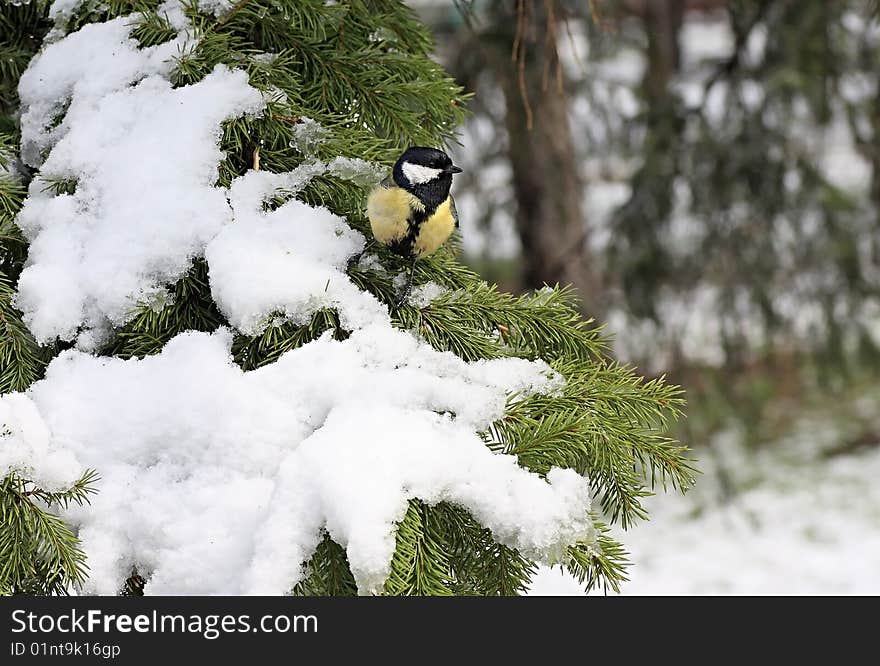 Titmouse