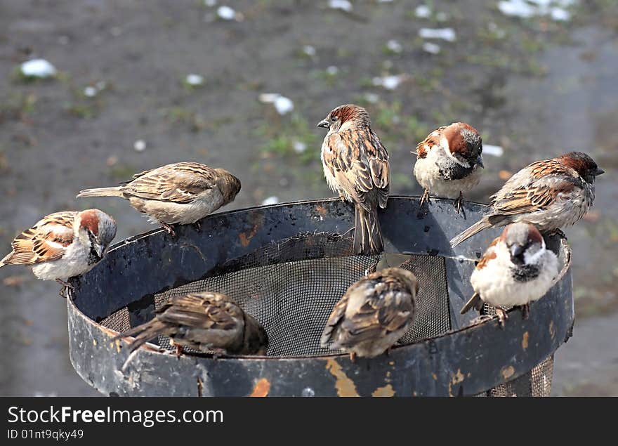 Sparrows Sit On An Urn.