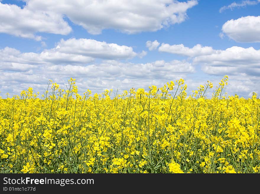 Yellow rape seed field in Ukraine. Yellow rape seed field in Ukraine