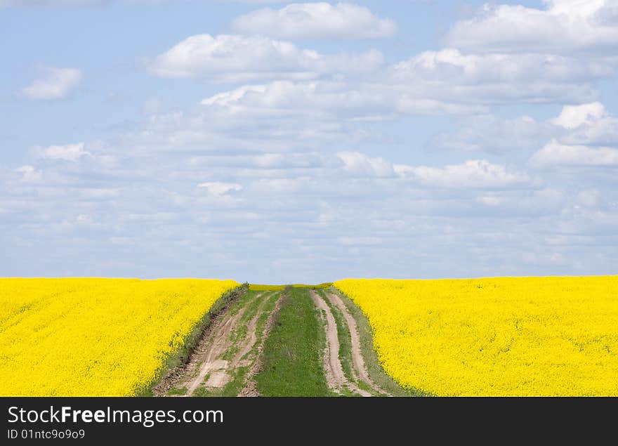 Yellow rape seed field in Ukraine. Yellow rape seed field in Ukraine