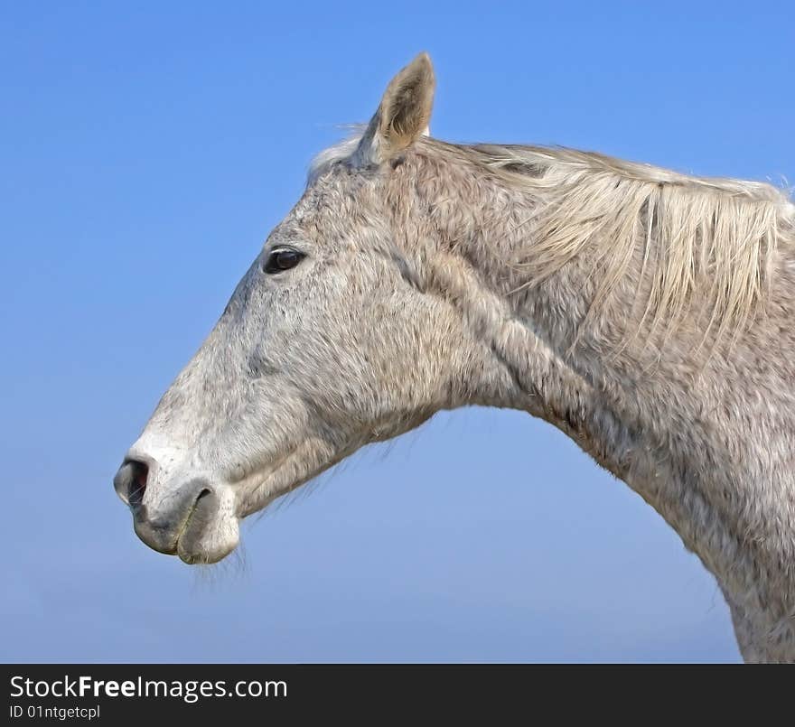 This is head of beautiful white horse