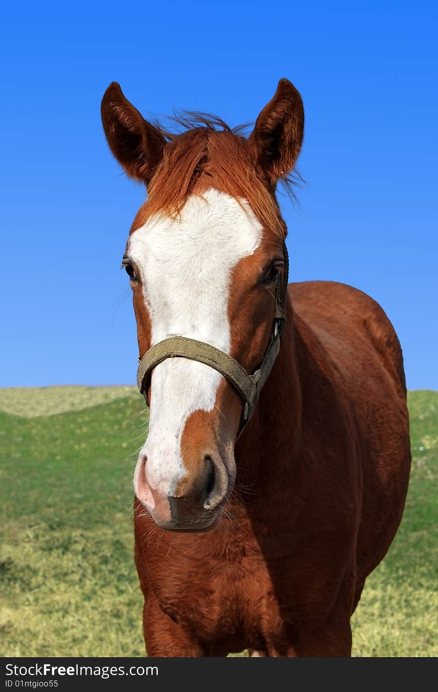 It is a portrait of a fine young horse against a fresh green grass and the blue sky