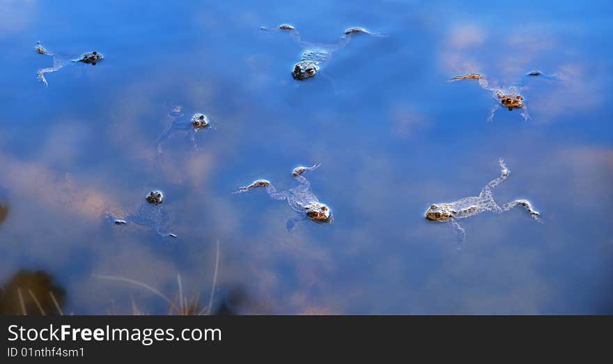 Frogs