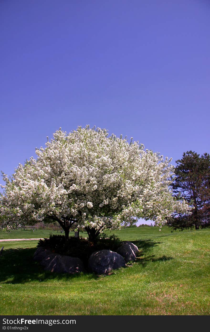 Scenic spring time landscape in Michigan state park. Scenic spring time landscape in Michigan state park