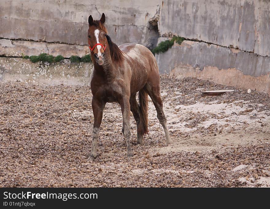 A horse covered in sand on a sandy beach having a run around