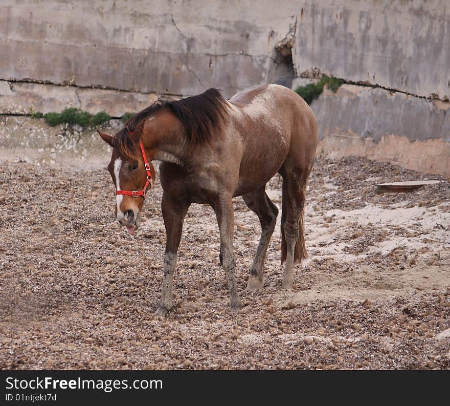 Horse On A Beach