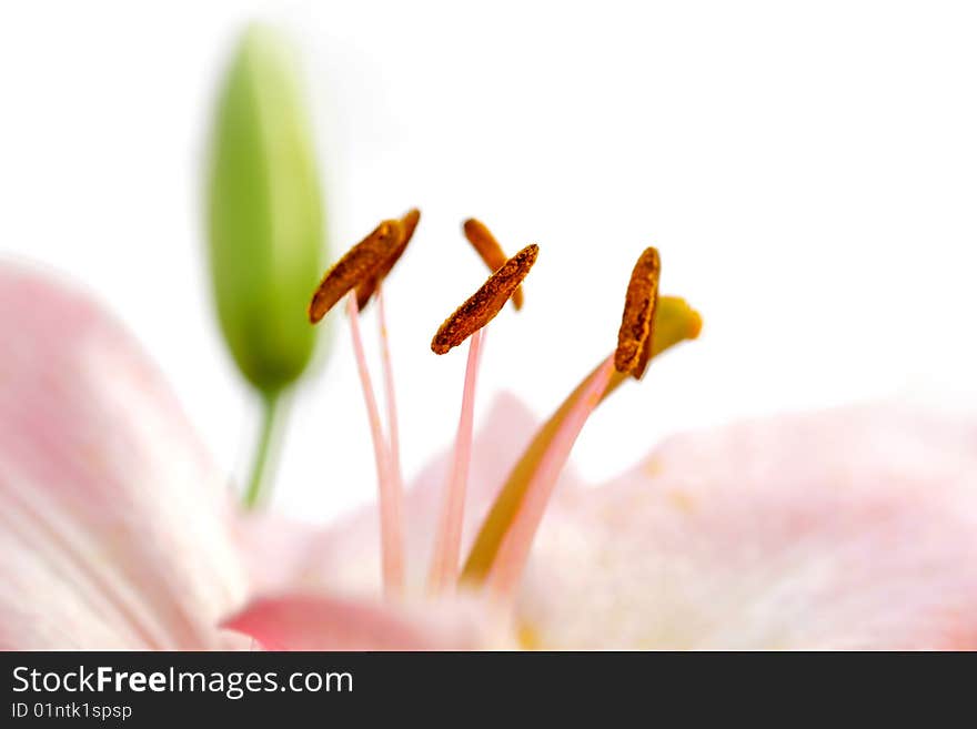 Extreme close up shot of pink Lily against white background