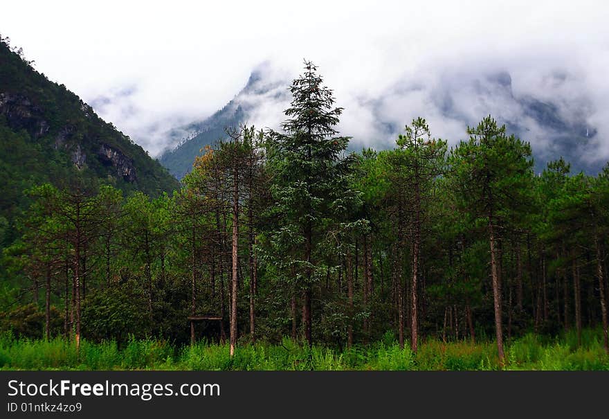 Yulong Snow Mountain -Woods