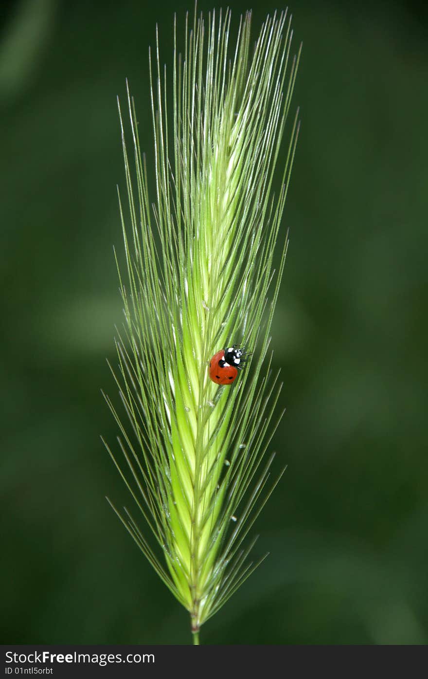 Ladybug