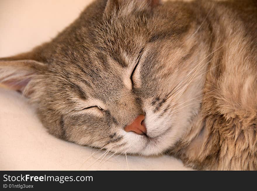 Image about beautiful cat sleeping. Image about beautiful cat sleeping