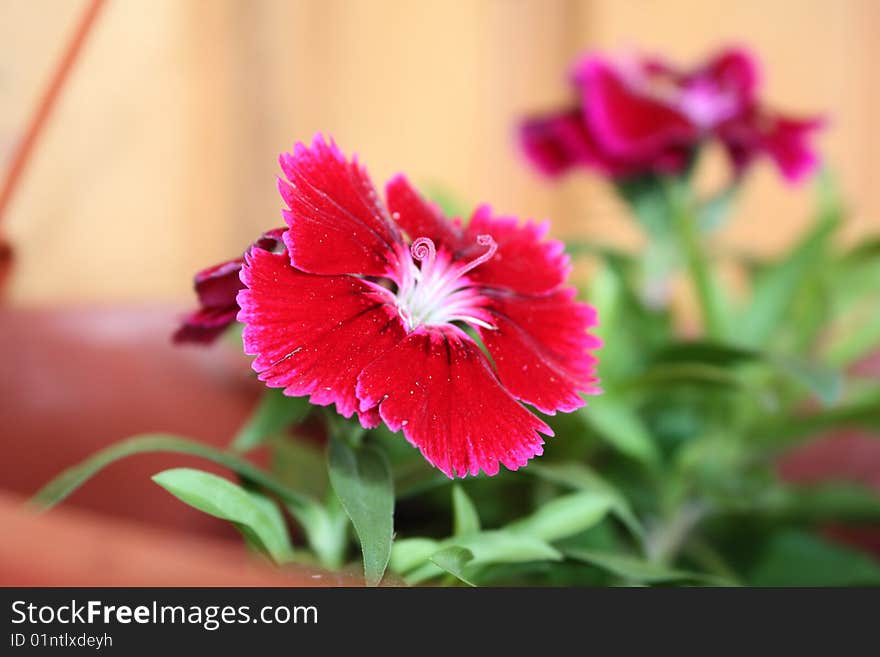 Beautiful Dianthus  with the curly stamen.. Floral lace Crimson. Beautiful Dianthus  with the curly stamen.. Floral lace Crimson