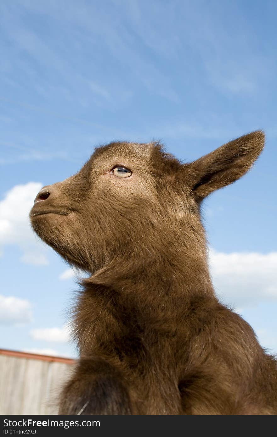 The young  goatling.