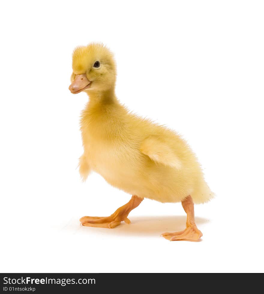 Duckling