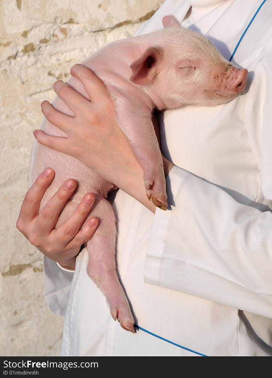 Pig in female hands