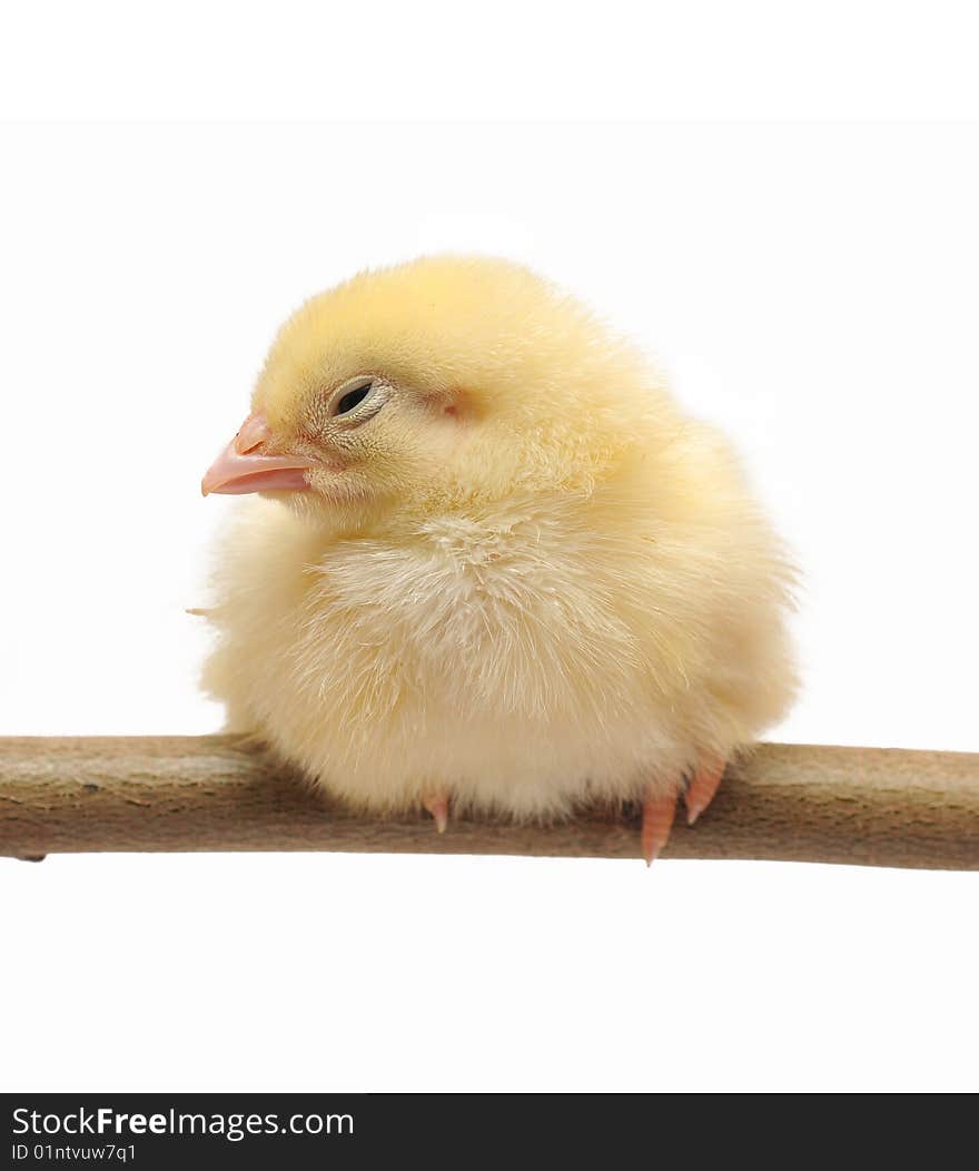 Small yellow chicken who sits on a branch