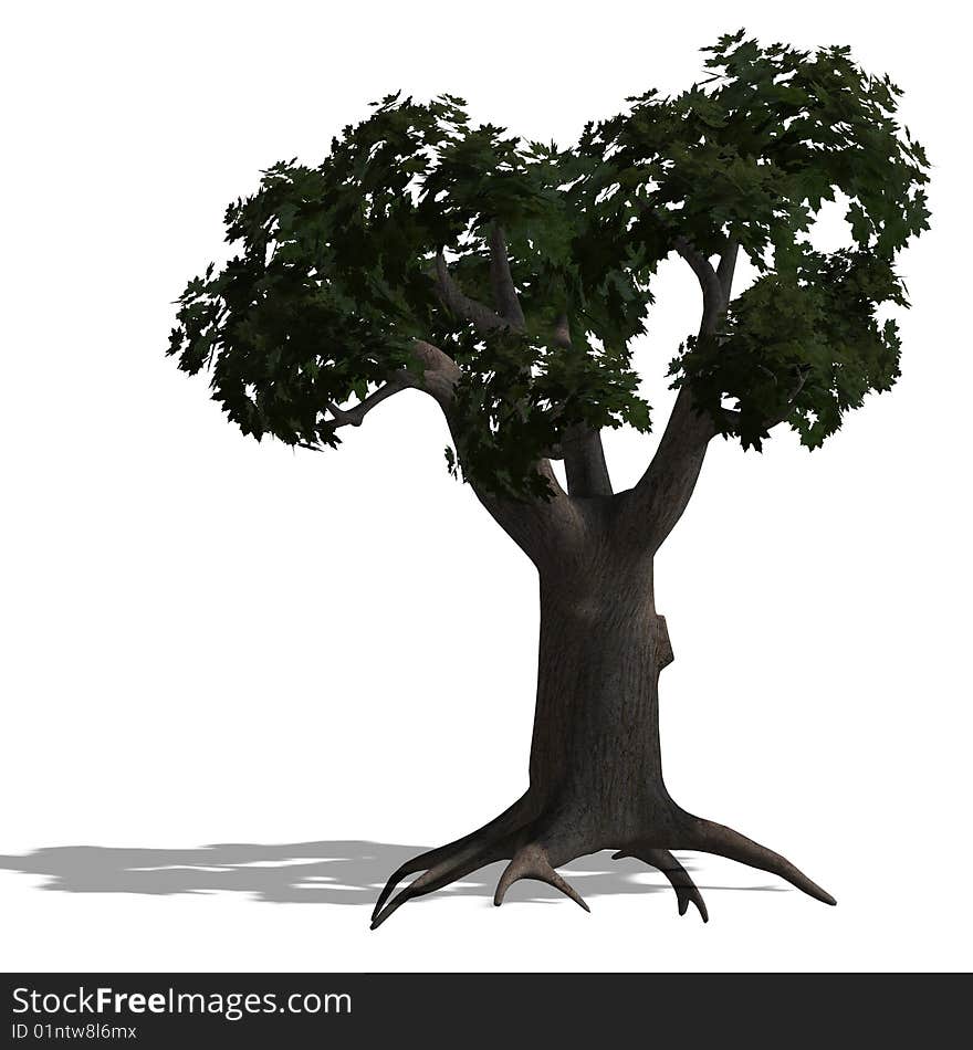 3D Render of a loardleaf tree with shadow