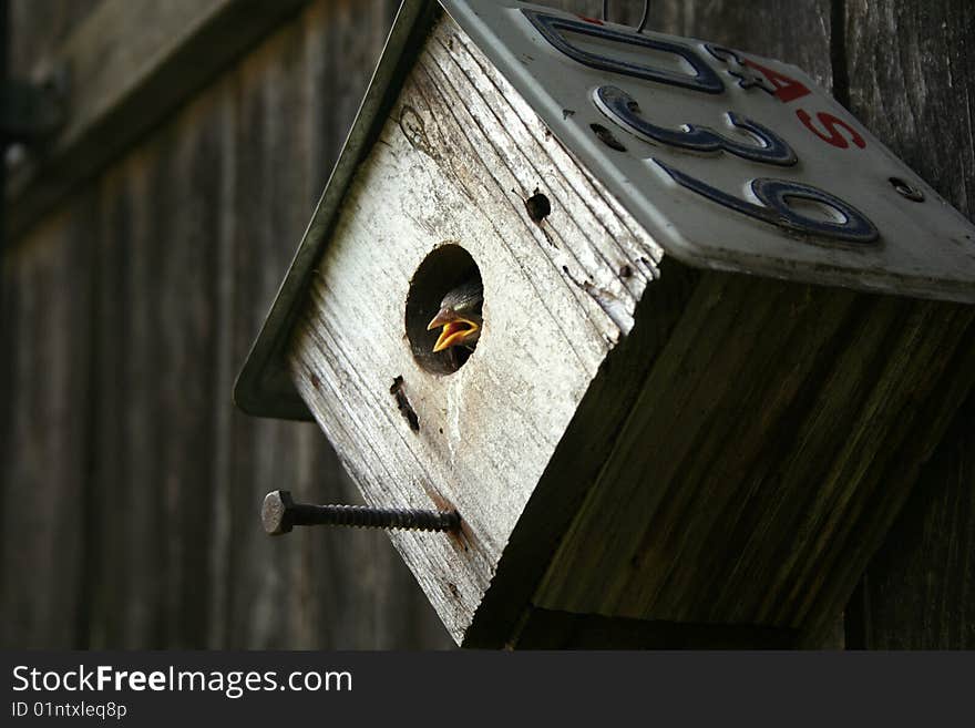 Bird in Recycled Bird House