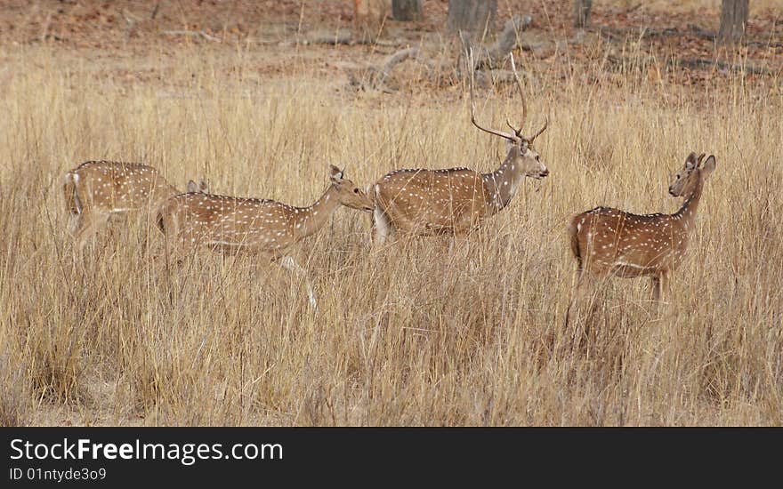 Indian Spotted Deers