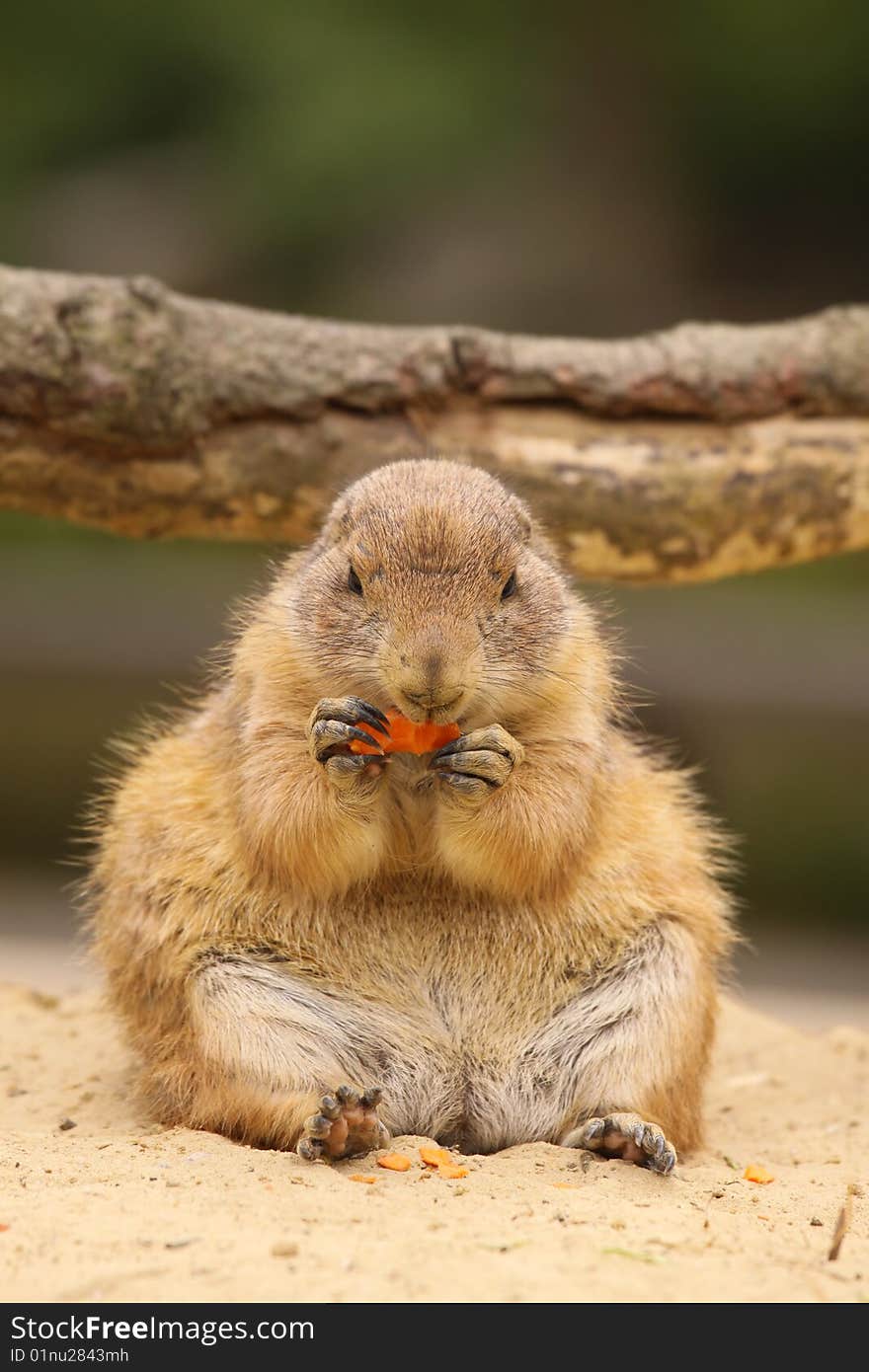 Cute little prairie dog sitting and eating carrot