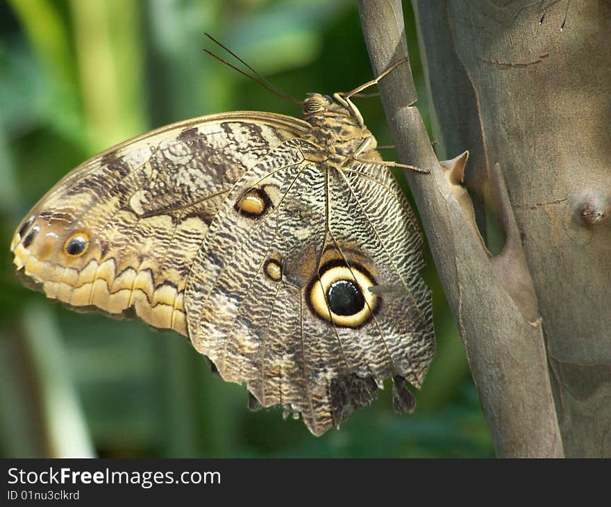 Camoflage Butterfly