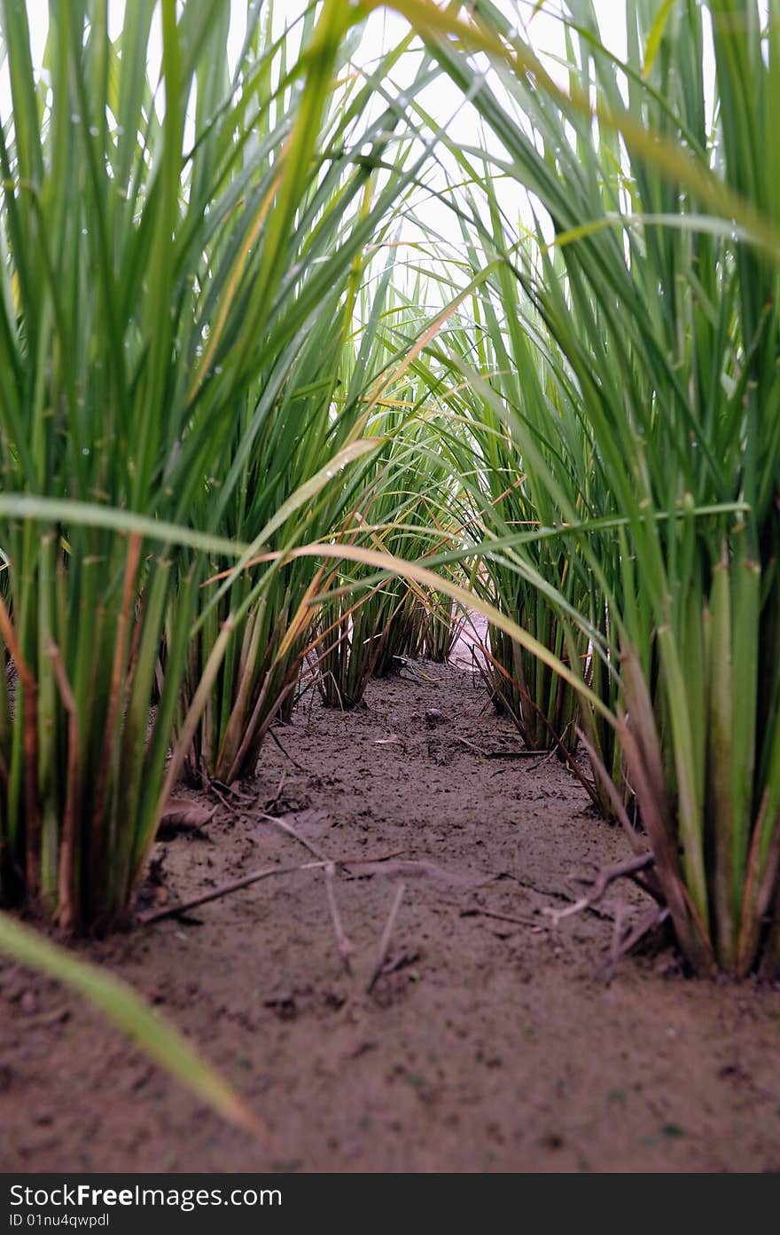 An image of paddy or rice. An image of paddy or rice