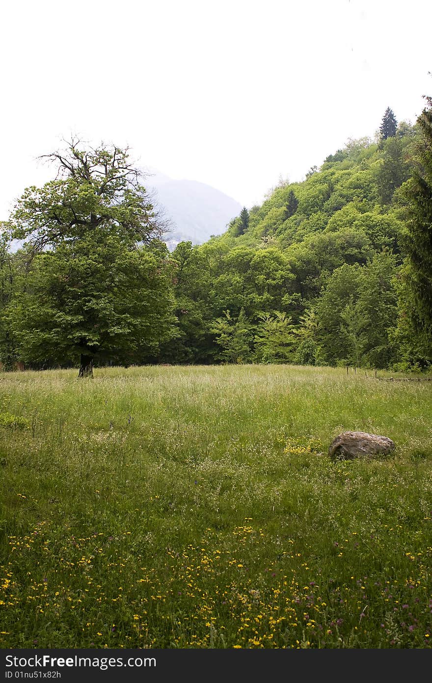 Meadow and forest