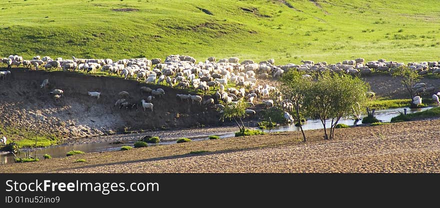 A group of  sheep  in the  grassland. A group of  sheep  in the  grassland