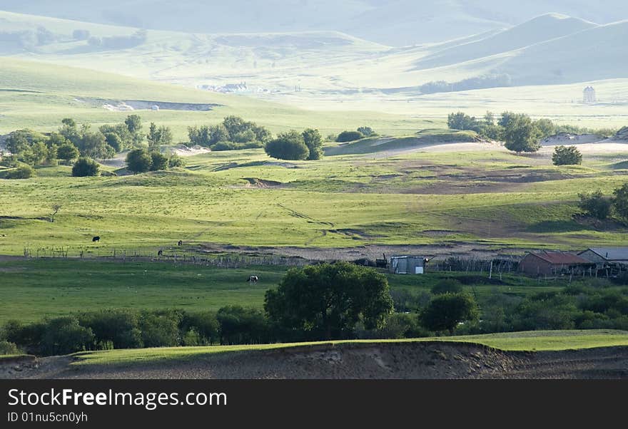 Trees  in the green  grassland