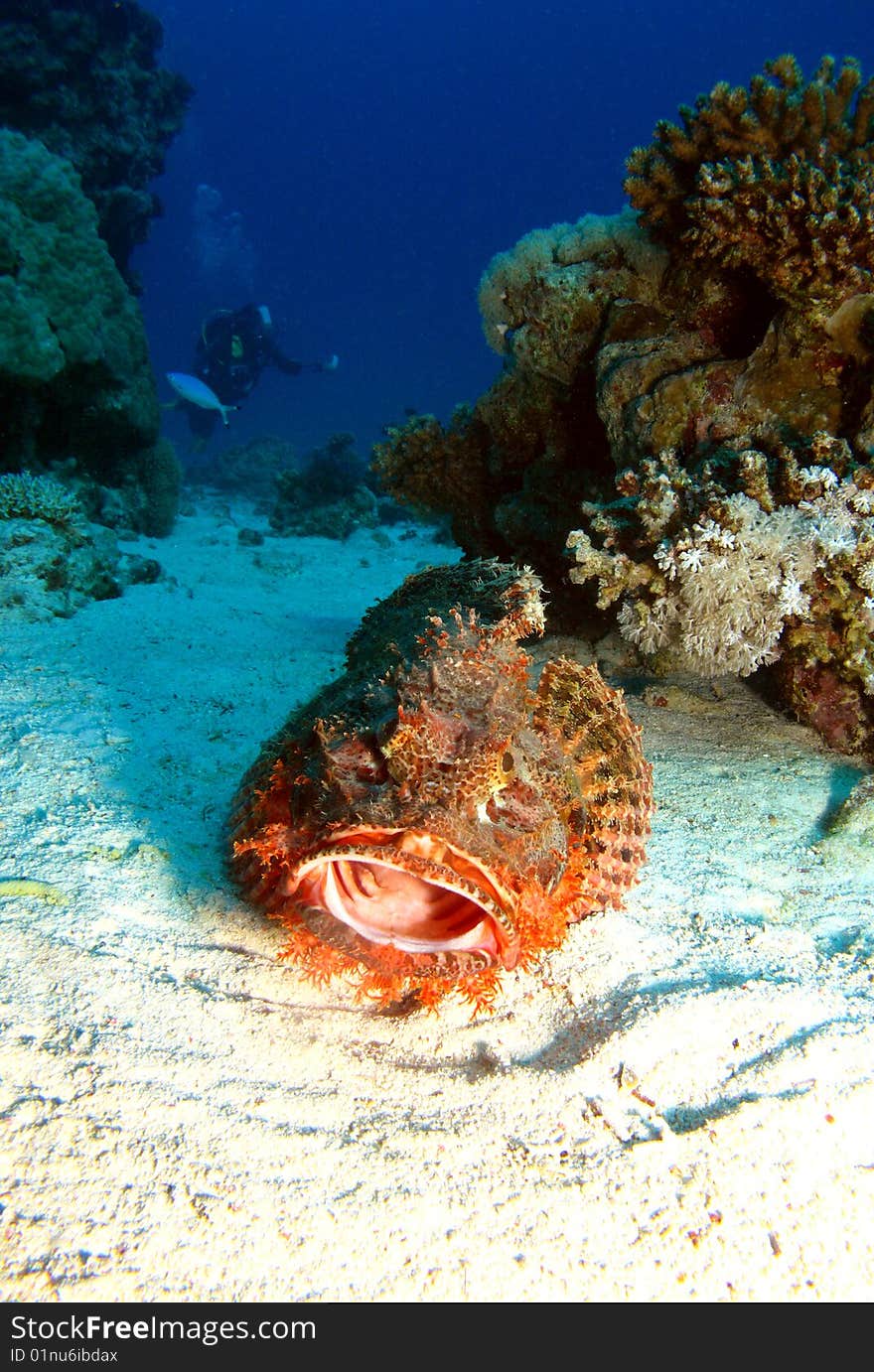 Red Sea, Stone Fish, Egipt, underwater foto. Red Sea, Stone Fish, Egipt, underwater foto