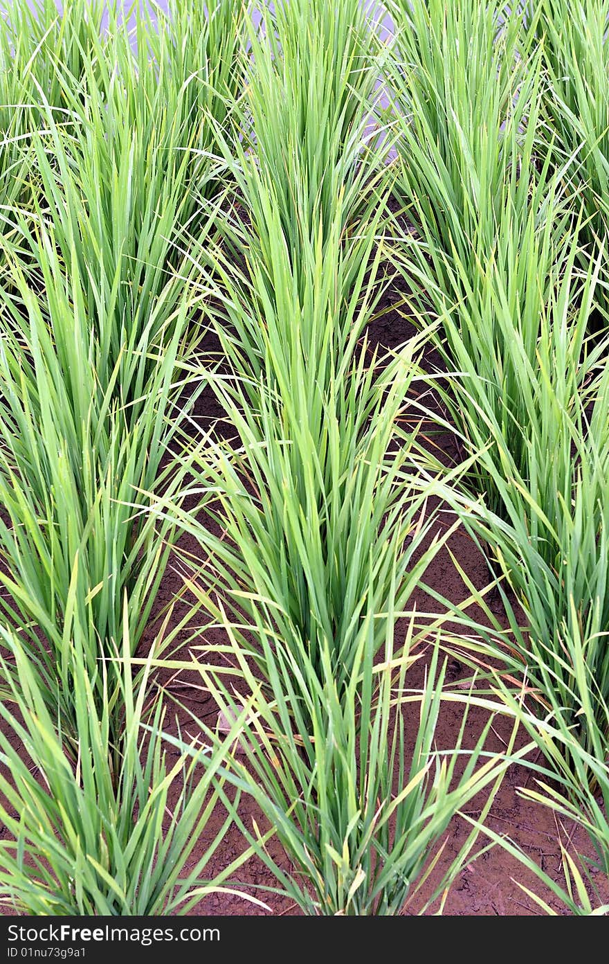 An image of paddy or rice. An image of paddy or rice