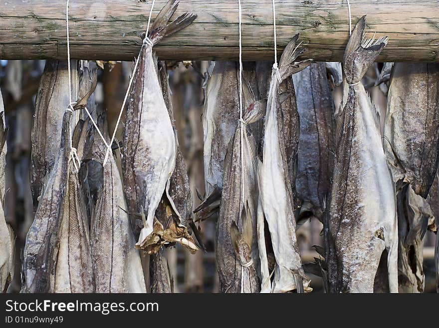 Several fish hung to dry